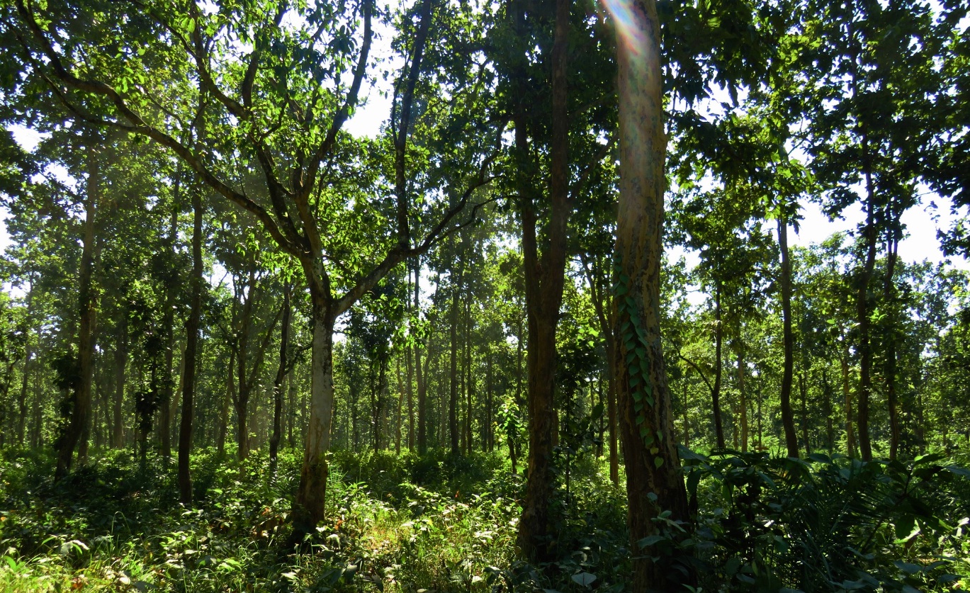 तराई भू-परिधि ‘पुनःस्थापनाको उत्कृष्ट नमूना’को विश्व सूचीमा